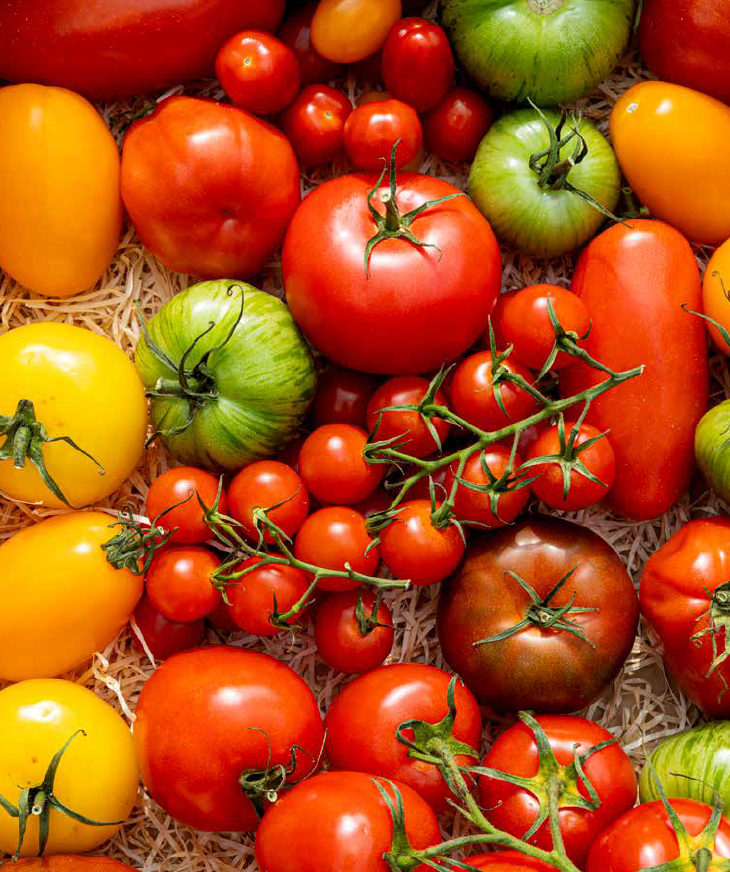 tomato tomato boek!